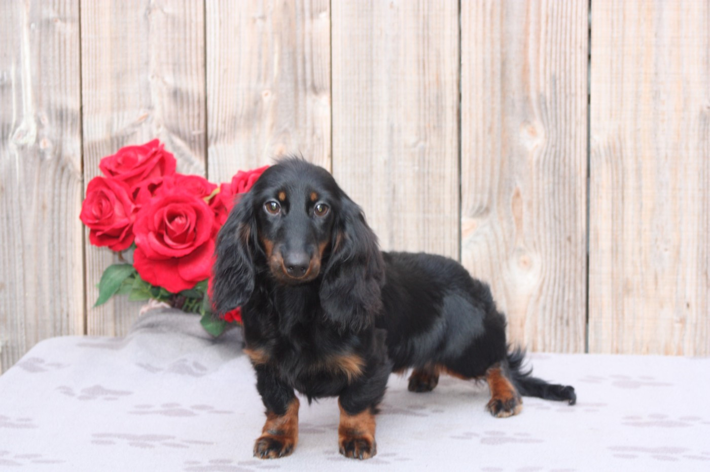 arizona Of Moonlight Blue