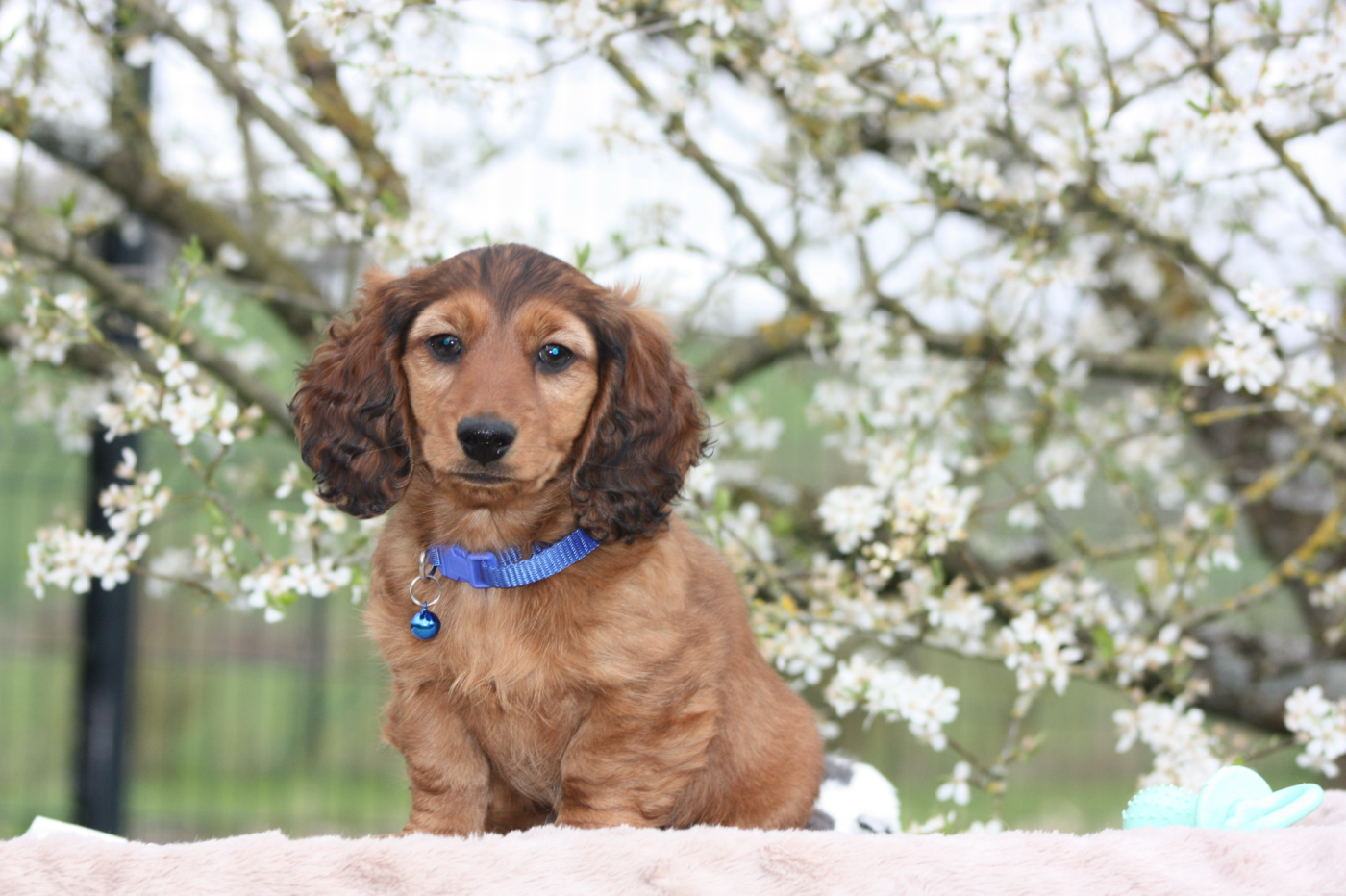 Emeline André - Chiots disponibles - Teckel poil long